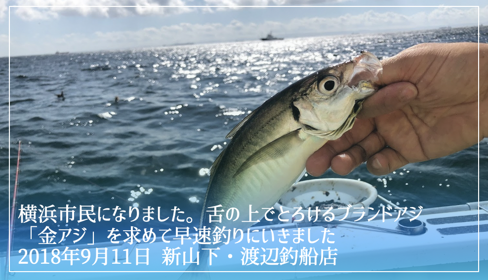 横浜市民になりました 舌の上でとろけるブランドアジ 金アジ を求めて早速釣りにいきました 新山下 渡辺釣船店 つりいろライフ